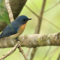 Dżunglówka trójbarwna - Tickell's Blue-Flycatcher