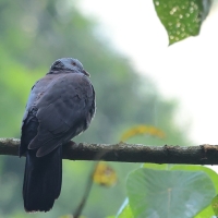 Gołąb brązowogrzbiety - Nilgiri Wood-Pigeon