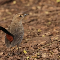 Opocznik - Indian Robin