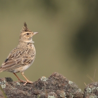 Dzierlatka malabarska - Malabar Lark