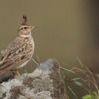Dzierlatka malabarska - Malabar Lark