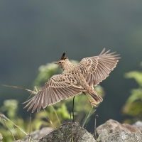 Dzierlatka malabarska - Malabar Lark