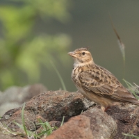 Dzierlatka malabarska - Malabar Lark