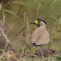 Czajka brunatna - Yellow-wattled Lapwing