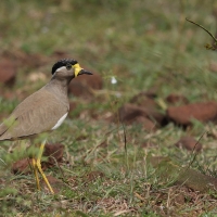 Czajka brunatna - Yellow-wattled Lapwing