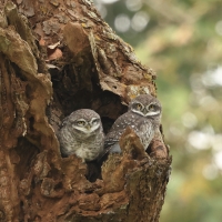Pójdźka bramińska - Spotted Owlet
