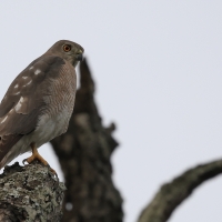 Krogulec mały - Shikra