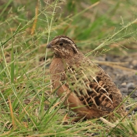 Przepióreczka dżunglowa - Jungle Bush-Quail