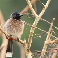 Bilbil czerwonoplamy - Red-vented Bulbul