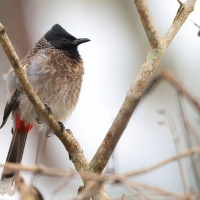 Bilbil czerwonoplamy - Red-vented Bulbul