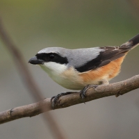 Dzierzba zmienna - Long-tailed Shrike