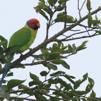 Aleksandretta śliwogłowa - Plum-headed Parakeet