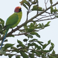 Aleksandretta śliwogłowa - Plum-headed Parakeet