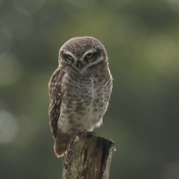 Pójdźka bramińska - Spotted Owlet