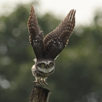 Pójdźka bramińska - Spotted Owlet