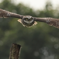 Pójdźka bramińska - Spotted Owlet