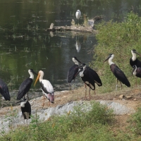 Bocian białoszyi - Woolly-necked Stork