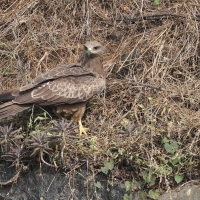 Kania czarna - Black Kite