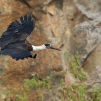 Bocian białoszyi - Woolly-necked Stork