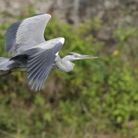 Czapla siwa -Grey Heron