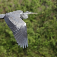 Czapla siwa -Grey Heron