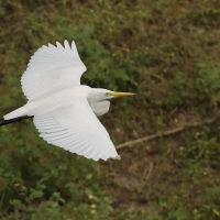 Czapla biała - Western Great Egret
