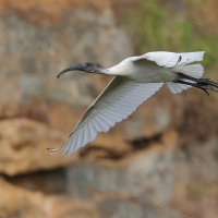 Ibis siwopióry - Black-headed Ibis