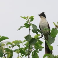 Kukułka czarno-biała - Jacobin Cuckoo