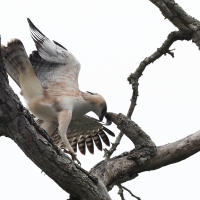 Wojownik indyjski - Changeable Hawk Eagle