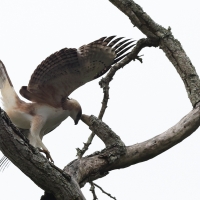 Wojownik indyjski - Changeable Hawk Eagle