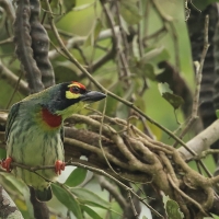 Pstrogłów żółtogardły - Coppersmith Barbet