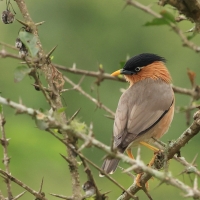 Szpak bramiński - Brahminy Starling