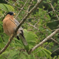 Szpak bramiński - Brahminy Starling