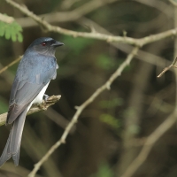 Dziwogon białobrzuchy - White-bellied Drongo