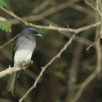 Dziwogon białobrzuchy - White-bellied Drongo