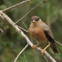 Szpak bramiński - Brahminy Starling