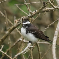 Wachlarzówka białobrewa - Rhipidura aureola - White-browed Fantail