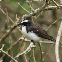 Wachlarzówka białobrewa - Rhipidura aureola - White-browed Fantail