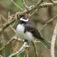 Wachlarzówka białobrewa - Rhipidura aureola - White-browed Fantail