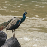 Paw indyjski - Indian Peafowl