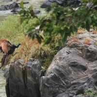 Paw indyjski - Indian Peafowl
