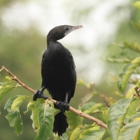 Kormoran skromny - Little Cormorant