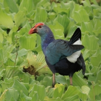 Modrzyk siwogłowy - Grey-headed Swamphen