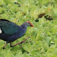 Modrzyk siwogłowy - Grey-headed Swamphen