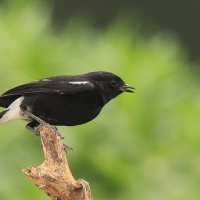 Kląskawka czarna - Pied Bush Chat