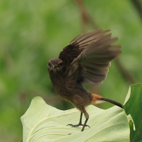 Kląskawka czarna - Pied Bush Chat