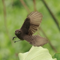Kląskawka czarna - Pied Bush Chat