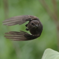Kląskawka czarna - Pied Bush Chat