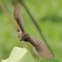 Kląskawka czarna - Pied Bush Chat