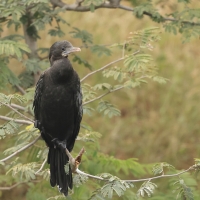 Kormoran skromny - Little Cormorant